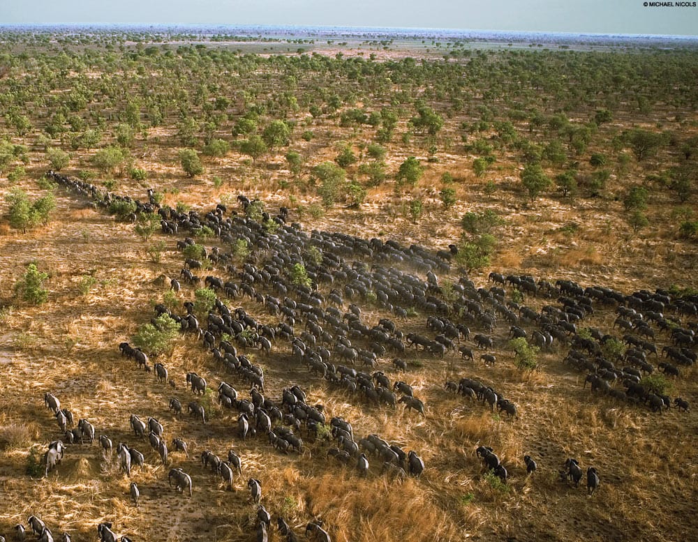 elephant herd